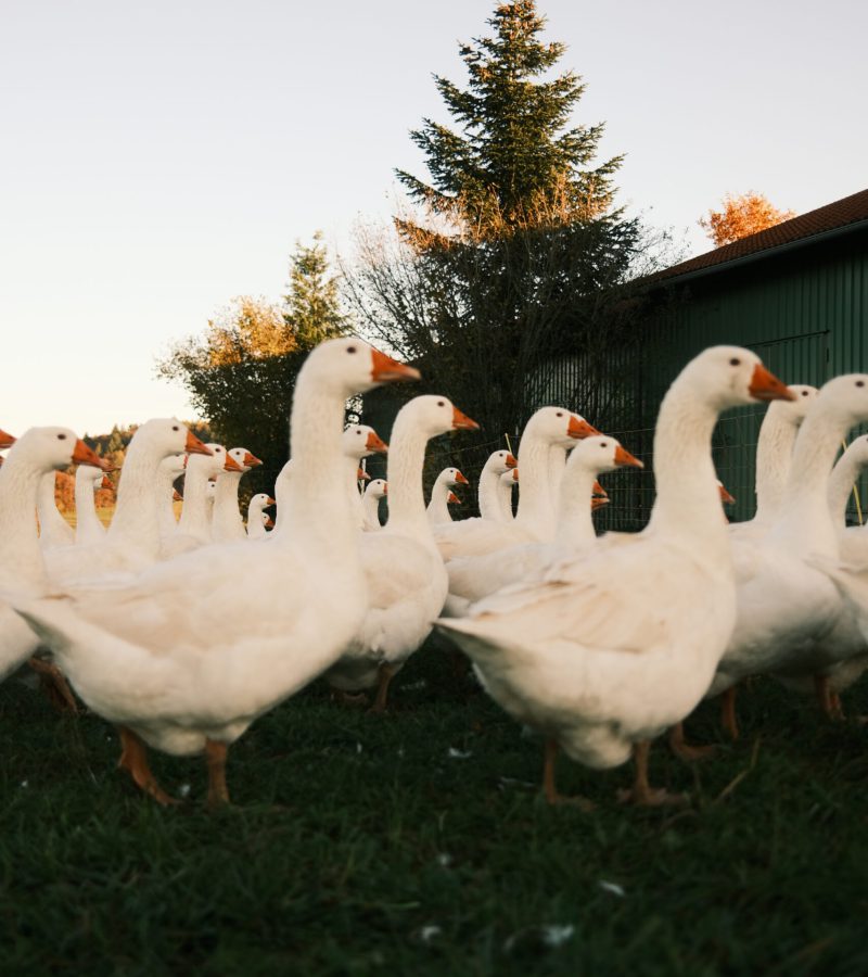 Regionale Gänse