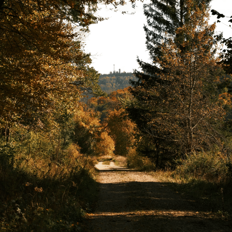 Waldweg der zum Restaurant und Landhotel Winter führt.